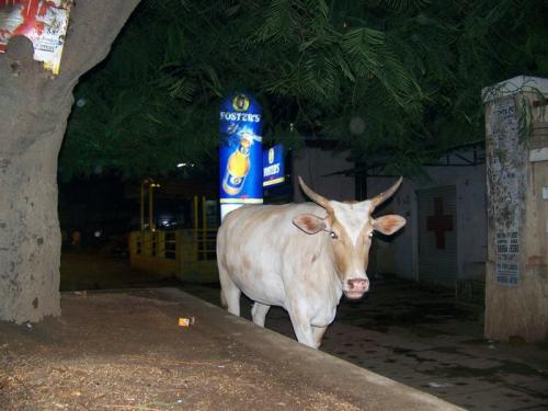The Holy Cow (bangalore_100_1966.jpg) wird geladen. Eindrucksvolle Fotos von der indischen Halbinsel erwarten Sie.
